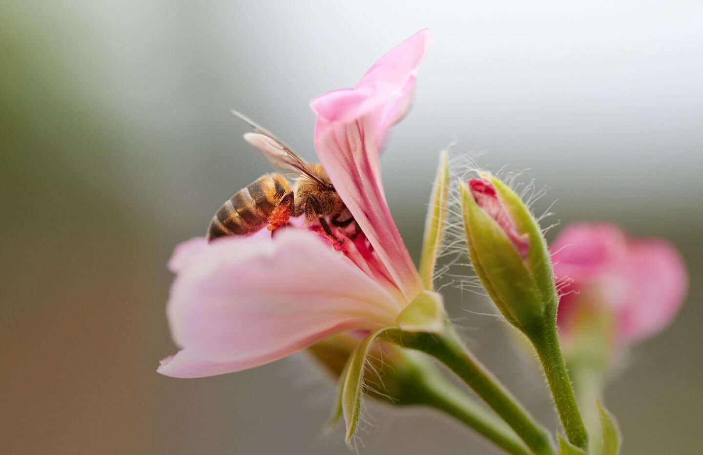 A bee sits on a pink flower