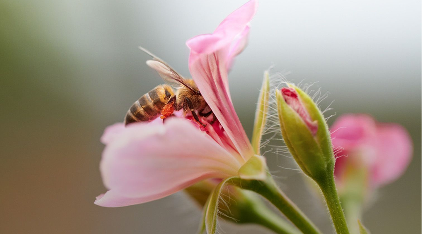 A bee sits on a pink flower